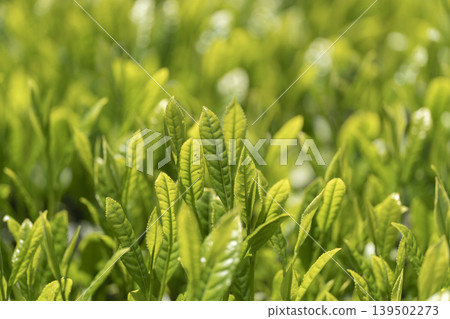 第一批採摘的新鮮茶芽。 139502273