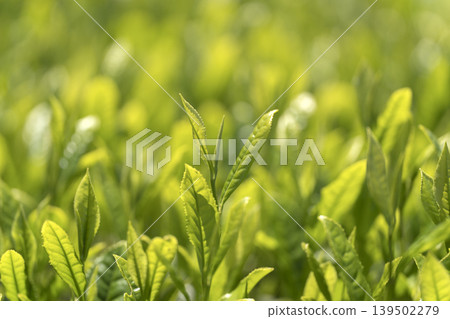 第一批採摘的新鮮茶芽。 第一批採摘的新鮮茶芽。 139502279