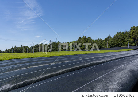 一片蔭蔽的茶園,五月的天空 一片蔭蔽的茶園,五月的天空 139502463
