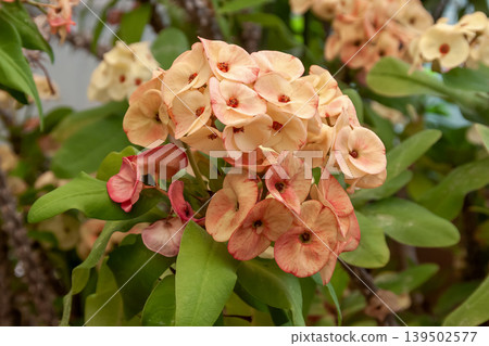 大戟屬植物（Euphorbia milii）的變種[花刺大戟]，其花序被美麗的苞片包裹。 139502577