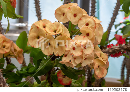 大戟屬植物（Euphorbia milii）的變種[花刺大戟]，其花序被美麗的苞片包裹。 139502578