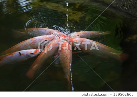 Group Tilapia Fish is eat water in the river Group Tilapia Fish is eat water in the river 139502603