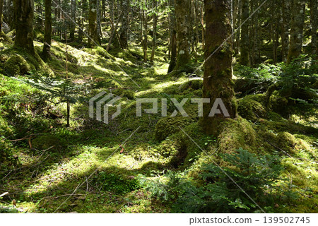 Mt. Akadake and Yatsugatake Mountain Climbing, Nagano Prefecture, Yamanashi Prefecture Mt. Akadake and Yatsugatake Mountain Climbing, Nagano Prefecture, Yamanashi Prefecture 139502745