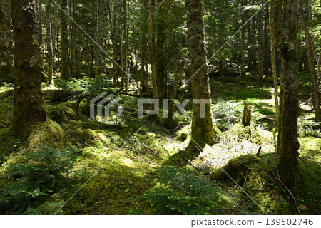赤岳和八岳登山,長野縣,山梨縣 赤岳和八岳登山,長野縣,山梨縣 139502746