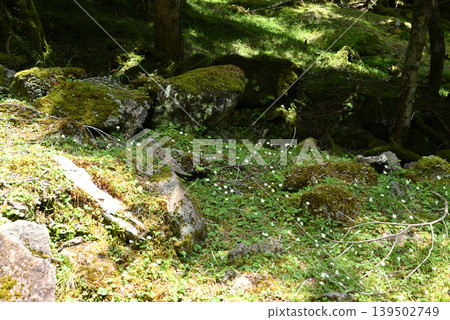 赤岳和八岳登山,長野縣,山梨縣 赤岳和八岳登山,長野縣,山梨縣 139502749