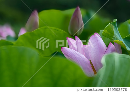 Landscape with lotus flowers 139502778