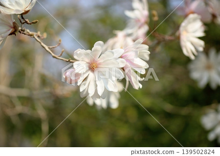 Refreshing Magnolia stellata flowers Refreshing Magnolia stellata flowers 139502824