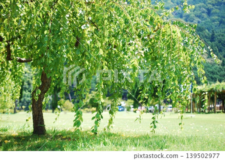 公園裡矗立著一棵垂柳,遠處群山環繞。 公園裡矗立著一棵垂柳,遠處群山環繞。 139502977