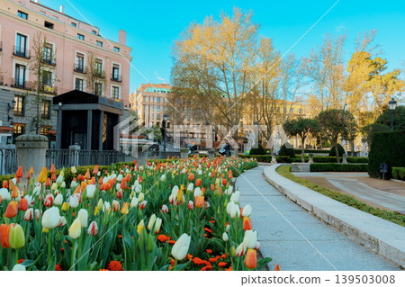 Colorful Tulip Garden in Plaza de Oriente Madrid Spain Colorful Tulip Garden in Plaza de Oriente Madrid Spain 139503008
