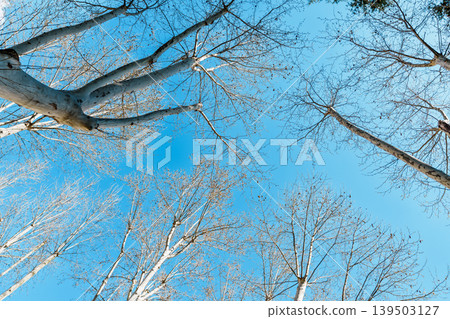 Looking Up at Bare Trees in Campo del Moro Madrid Spain Looking Up at Bare Trees in Campo del Moro Madrid Spain 139503127