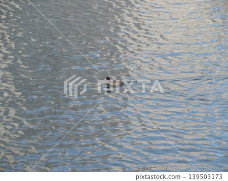 bird waterfront 139503173