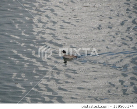 bird waterfront bird waterfront 139503174