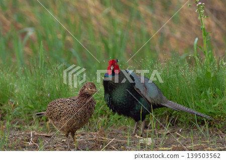 pheasant pheasant 139503562