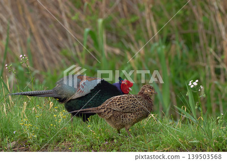 pheasant pheasant 139503568