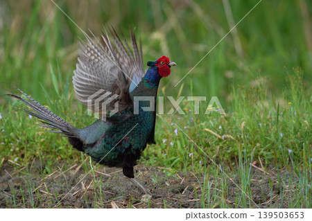 pheasant pheasant 139503653