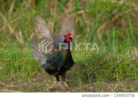 pheasant pheasant 139503756