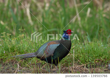 pheasant pheasant 139503766