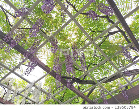 美城公園紫白相間的紫藤花景 / 照片 139503794