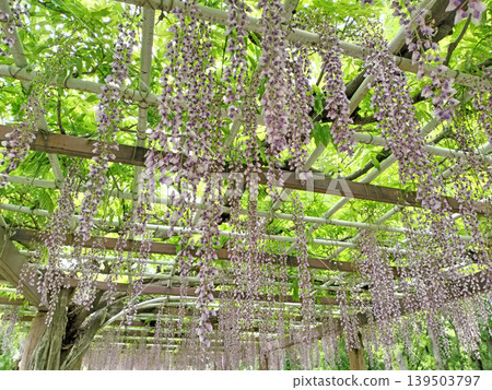 九英尺高的紫藤花掛滿細雨的景象（名城公園/攝影） 139503797