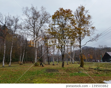 <Aerial view> Birch trees 139503862