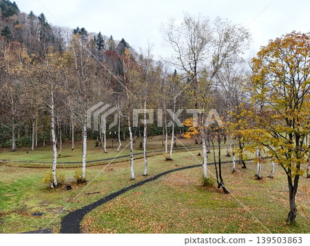 <Bird's-eye view> Birch forest path <Bird's-eye view> Birch forest path 139503863