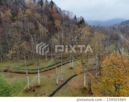 <Drone footage> Mountains, birch trees, and a path 139503864