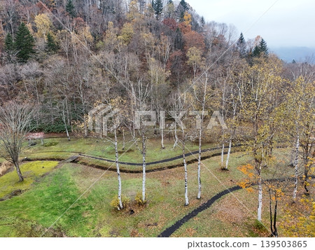 <Aerial view> Scenery of a plateau in late autumn and a path lined with birch trees. <Aerial view> Scenery of a plateau in late autumn and a path lined with birch trees. 139503865