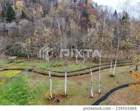 <Bird's-eye view> Late autumn in Hokkaido: A path through a birch forest 139503866