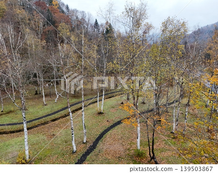 <Overhead view> A row of birch trees leading to a forest with autumn foliage. <Overhead view> A row of birch trees leading to a forest with autumn foliage. 139503867