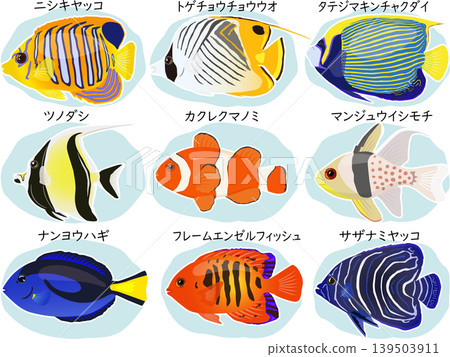 命名海水魚套裝 命名海水魚套裝 139503911