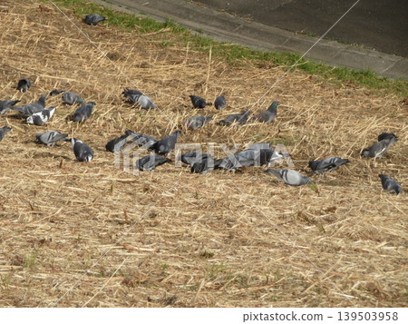 bird bird 139503958