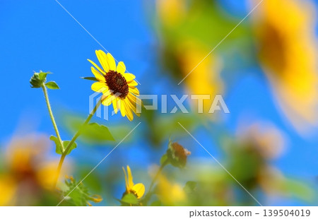 迷你向日葵正值盛花期。 迷你向日葵正值盛花期。 139504019