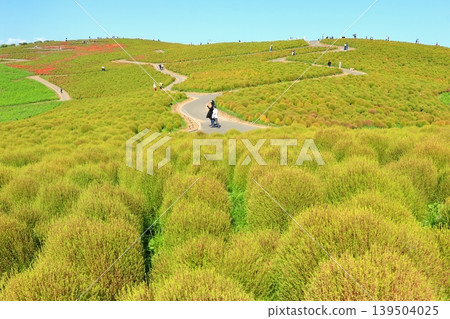 Kochia plants beginning to change color 139504025