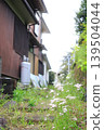 White flowers blooming in a small alley 139504044