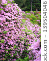 Pink and purple azaleas in full bloom 139504046