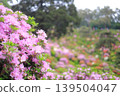 Pink and purple azaleas in full bloom 139504047