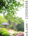 Blue maple in early summer 139504048