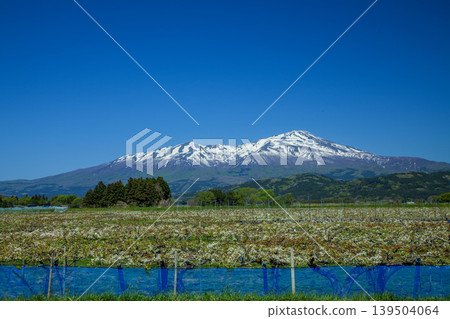 梨花和Chokai山 梨花和Chokai山 139504064