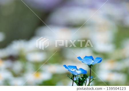 The nemophila fairies, bathed in the spring sunshine, paint the entire field purple. The nemophila fairies, bathed in the spring sunshine, paint the entire field purple. 139504123
