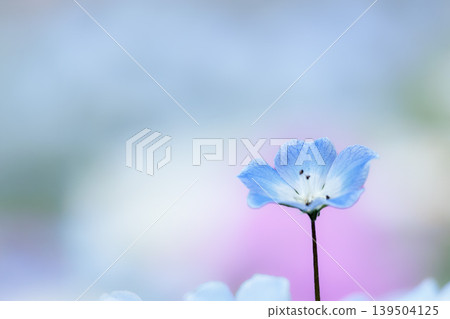 The nemophila fairies, bathed in the spring sunshine, paint the entire field purple. The nemophila fairies, bathed in the spring sunshine, paint the entire field purple. 139504125