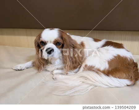 一隻查理王小獵犬在渡輪上的私人犬舍裡放鬆休息。 139504209