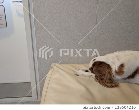 一隻查理王小獵犬正在渡輪上的私人犬舍裡睡覺。 139504210