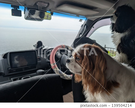 兩隻查理王小獵犬在小型露營車裡玩耍。 兩隻查理王小獵犬在小型露營車裡玩耍。 139504214
