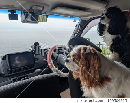 一隻查理王小獵犬在日式迷你露營車裡悠閒地休息。 一隻查理王小獵犬在日式迷你露營車裡悠閒地休息。 139504215