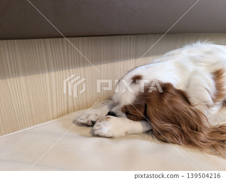 一隻查理王小獵犬在渡輪上的私人狗舍裡休息。 一隻查理王小獵犬在渡輪上的私人狗舍裡休息。 139504216