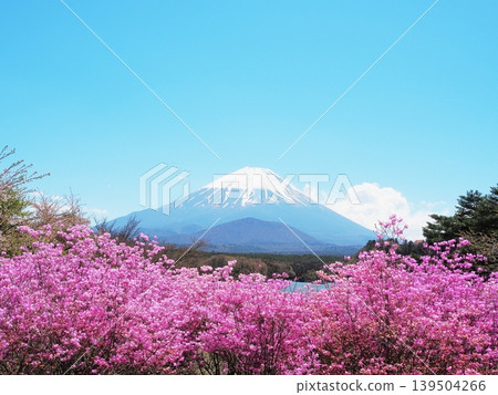 山梨縣:闊葉杜鵑與富士山,山上彷彿有個嬰兒的頭(四月) 山梨縣:闊葉杜鵑與富士山,山上彷彿有個嬰兒的頭(四月) 139504266