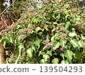 The fruit of the evergreen climbing ivy that grows wild on Mt. Takatori. 139504293