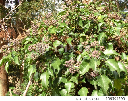 The fruit of the evergreen climbing ivy that grows wild on Mt. Takatori. The fruit of the evergreen climbing ivy that grows wild on Mt. Takatori. 139504293