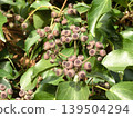 The fruit of the evergreen climbing ivy that grows wild on Mt. Takatori. 139504294