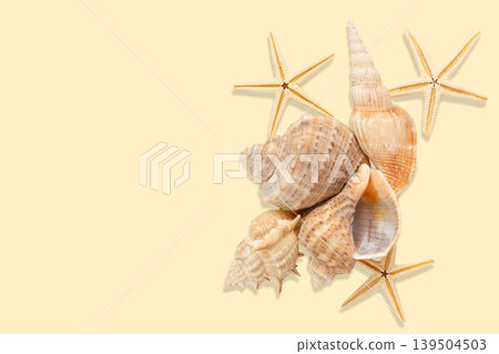 Collection of seashells and starfish on a light surface Collection of seashells and starfish on a light surface 139504503